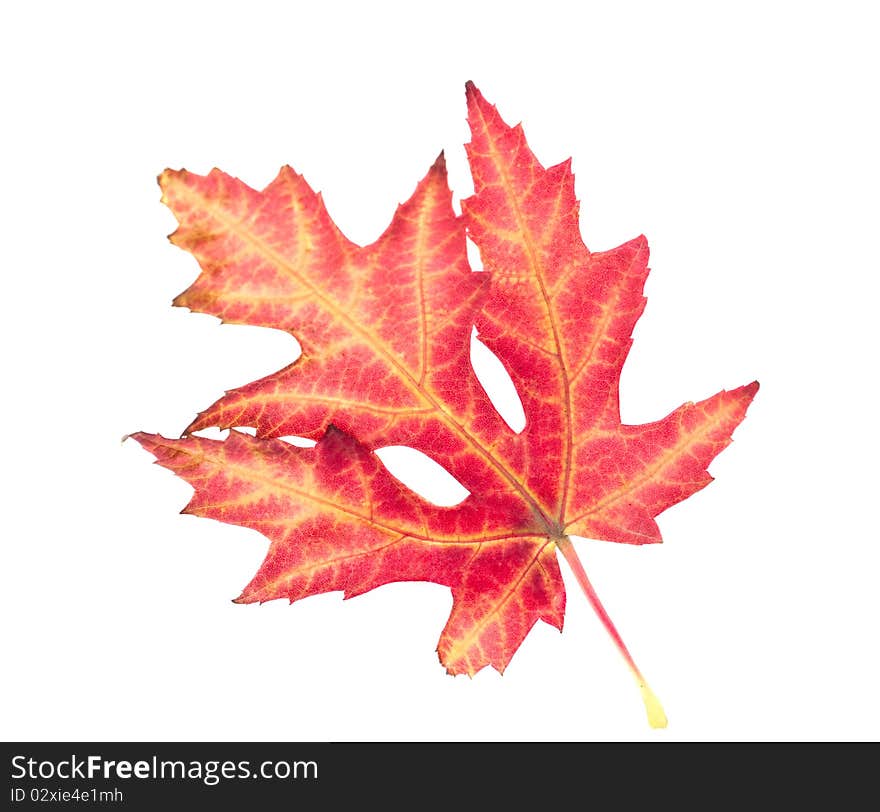 Autumn leaves on a white background