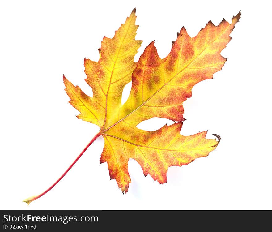 Autumn leaves on a white background