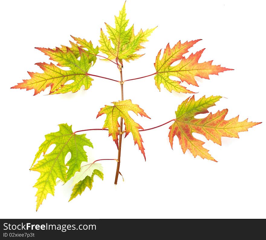 Autumn leaves on a white background