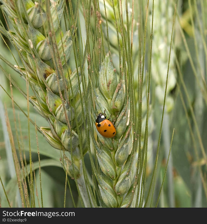 Close up of ladybug on wheat