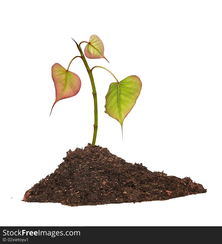 Tree shoot in soil isolated white on background