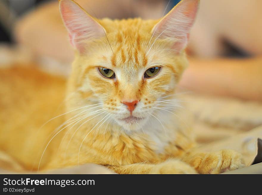 Beautiful red cat looking into camera