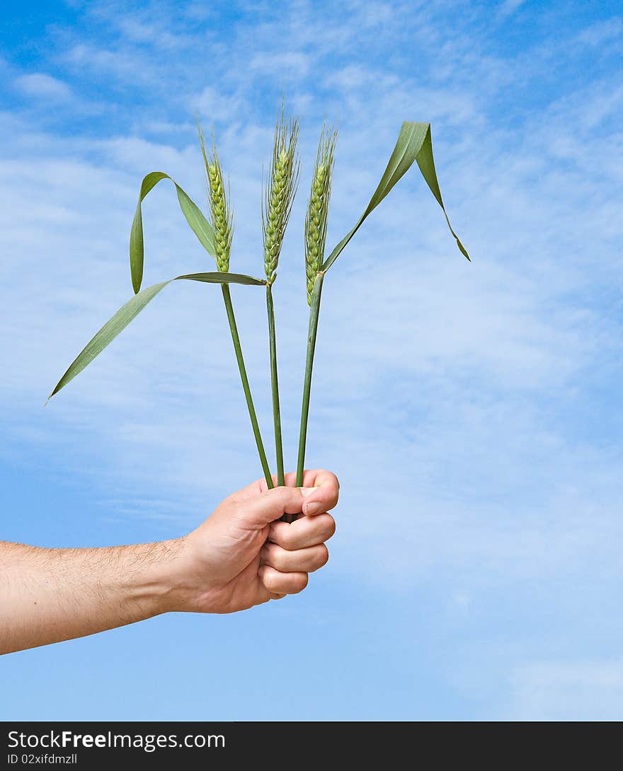 Farmer presenting bunch of wheat