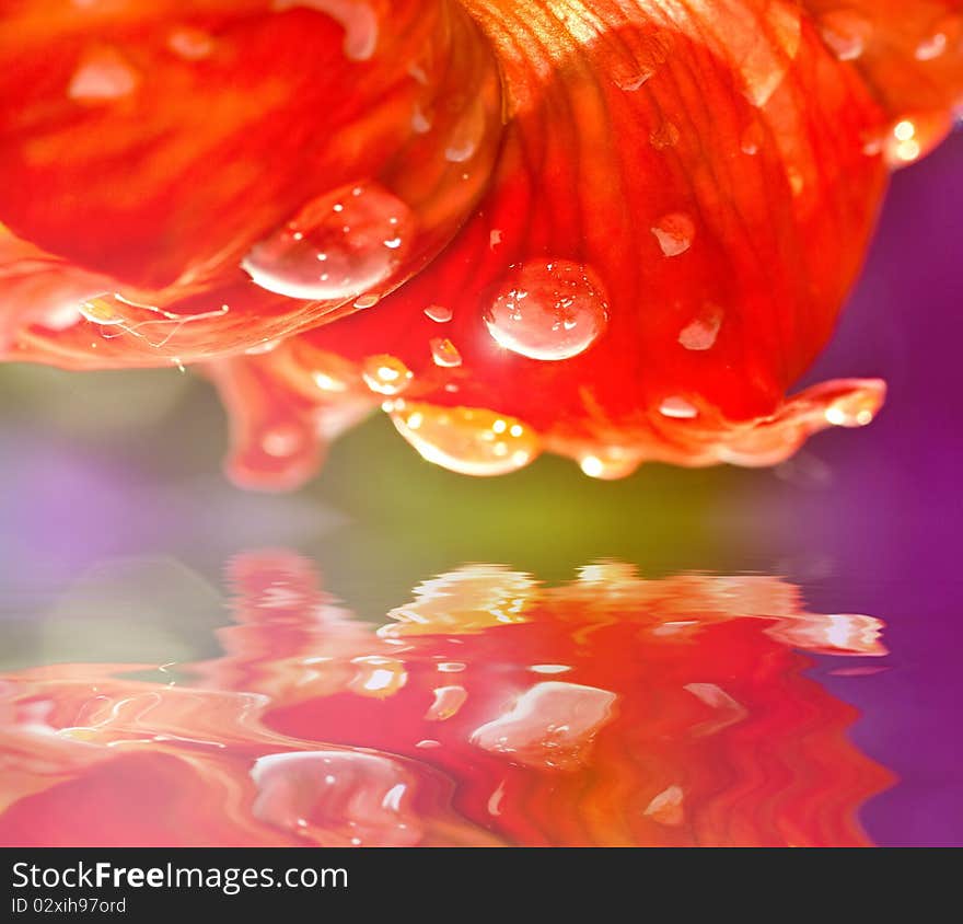 Water drops on red flower