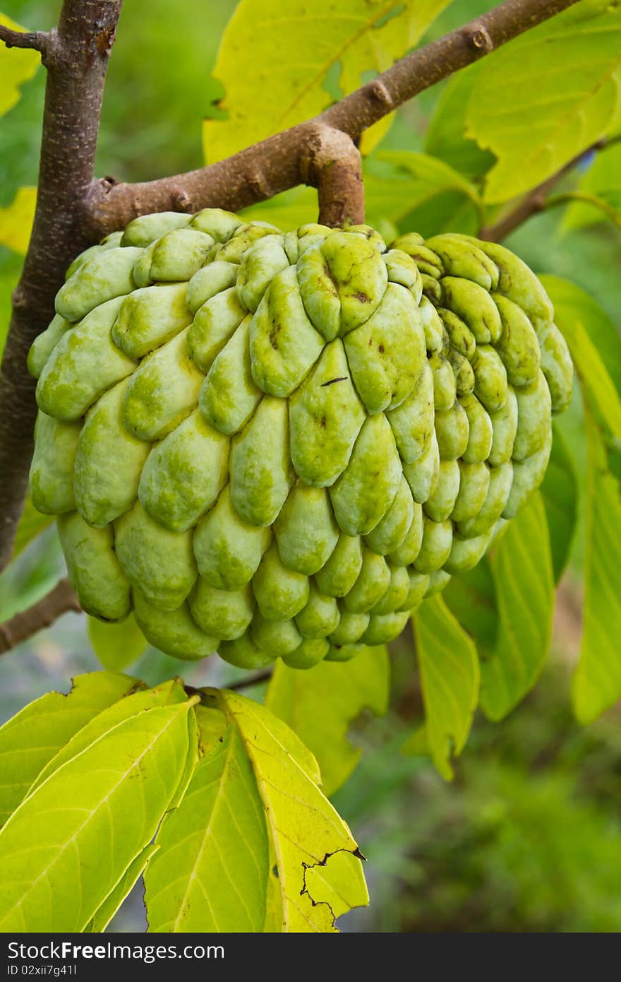 The sweet apple or sweetsop fruit hang on it's branch in front of soft green leaves.