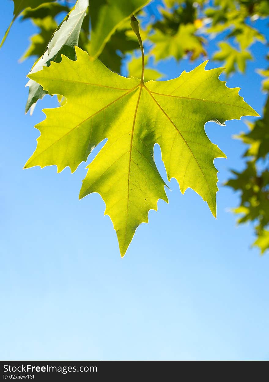 Green maple leafe in sunny day on blue sky fone. Gold autumn. Green maple leafe in sunny day on blue sky fone. Gold autumn.