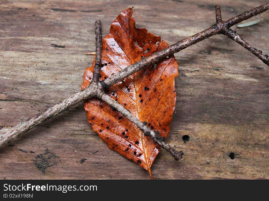 Leaf brown and wood green yellow