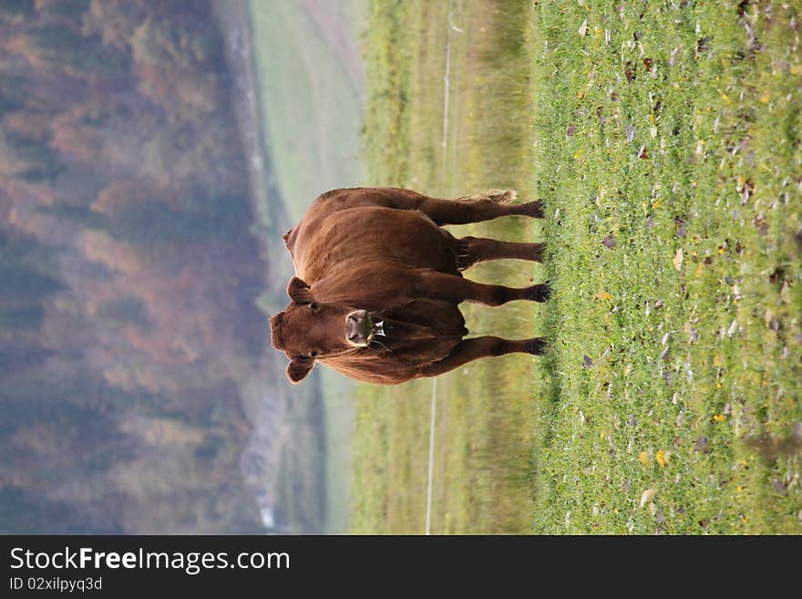 Cow brown