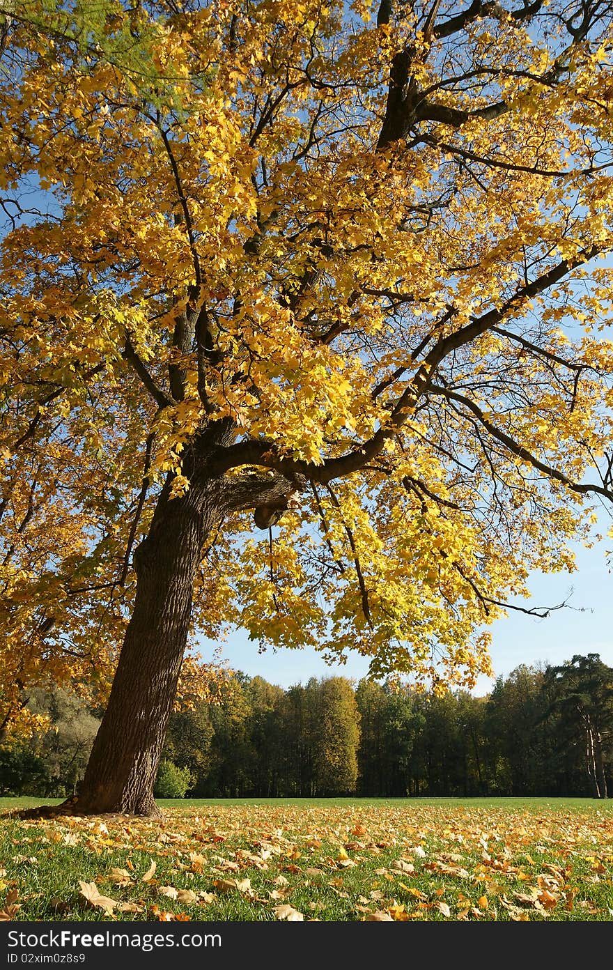 Autumn Landscape with a huge oak tree in the foreground. Fall in the forest