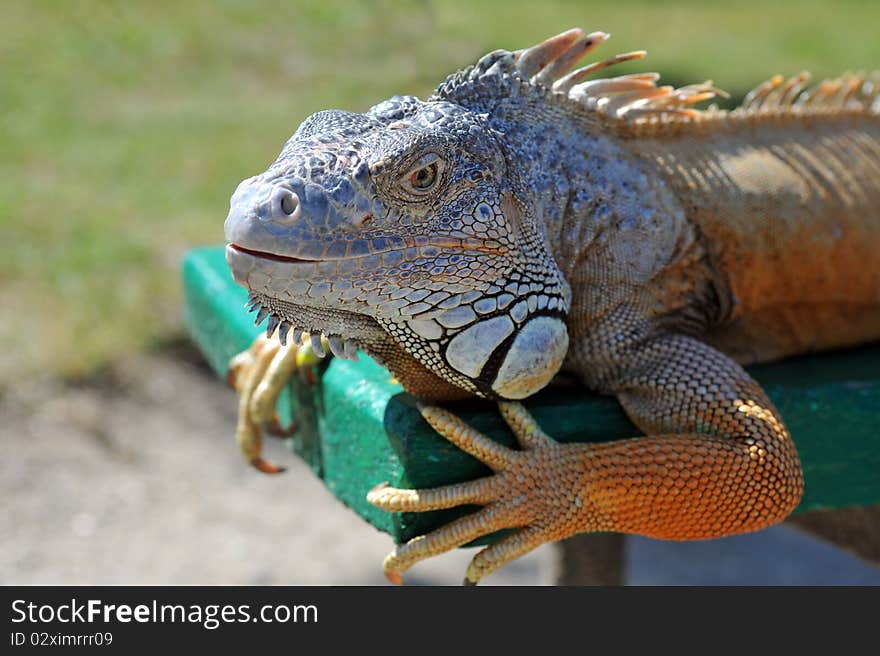 Close-up of Green Iguana