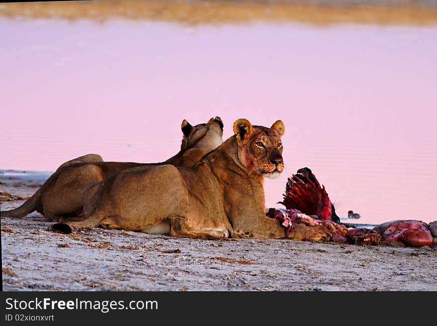 Lionesses (Panthera leo) at Blue Wildebeest (Connochaetes taurinus) kill