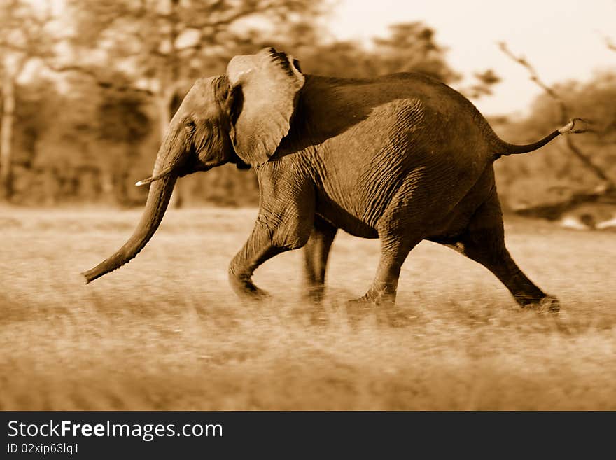 Young elephant running away (motion blur)