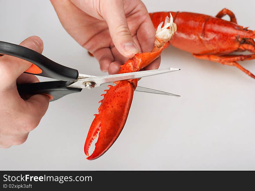 Lobster, cutting of claw by cook