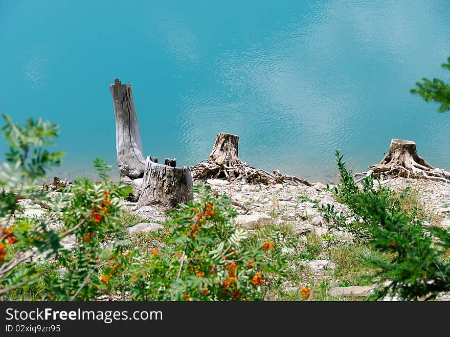 Dead logs on the blue background of the lake in Switzerland. Dead logs on the blue background of the lake in Switzerland