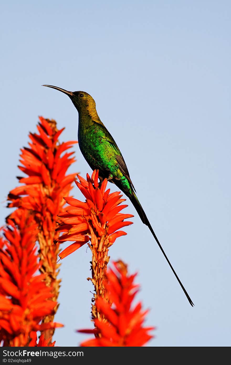 Male Malachite Sunbird (Nectarinia famosa)