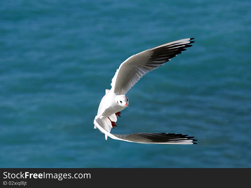 Seagull in turn in Camogli Genoa