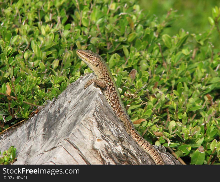 Small lizard resting on a tree stump