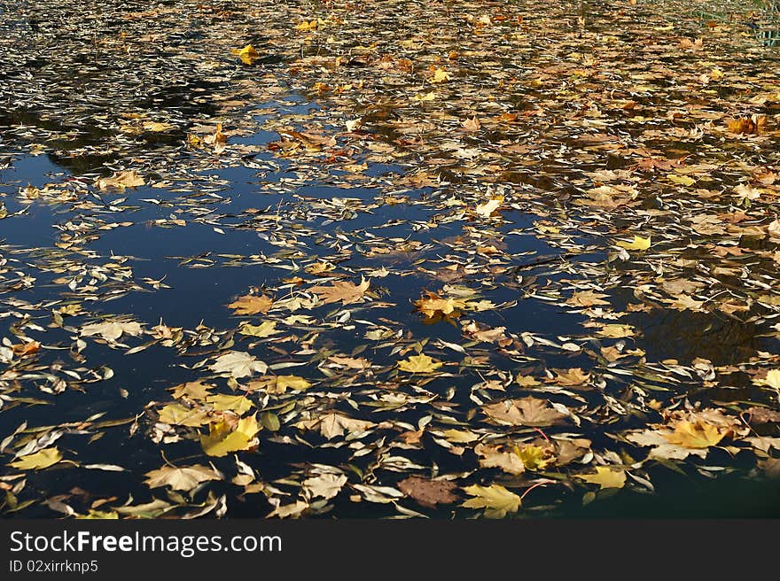 Fallen yellow autumn leaves