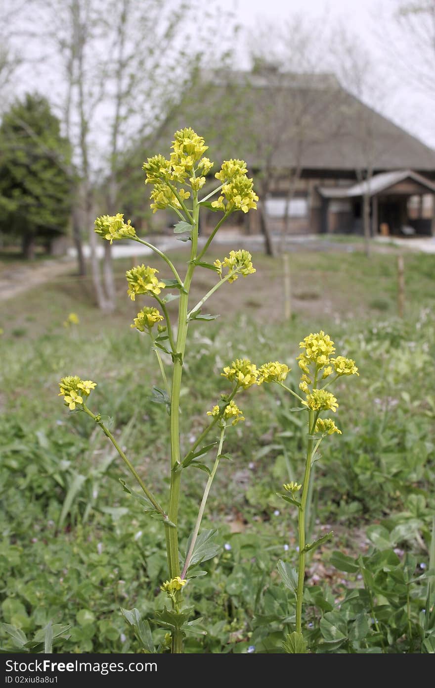 Close-up view of a field of rapeseed flowers, with japanese old folk house. Close-up view of a field of rapeseed flowers, with japanese old folk house.