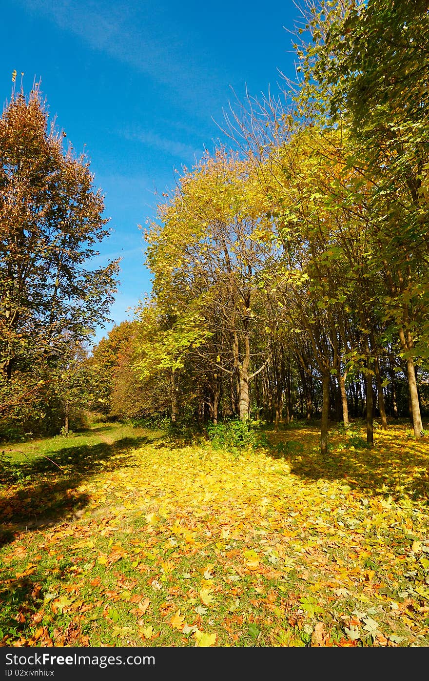 Rural footpath covered by autumnal carpet. Rural footpath covered by autumnal carpet.