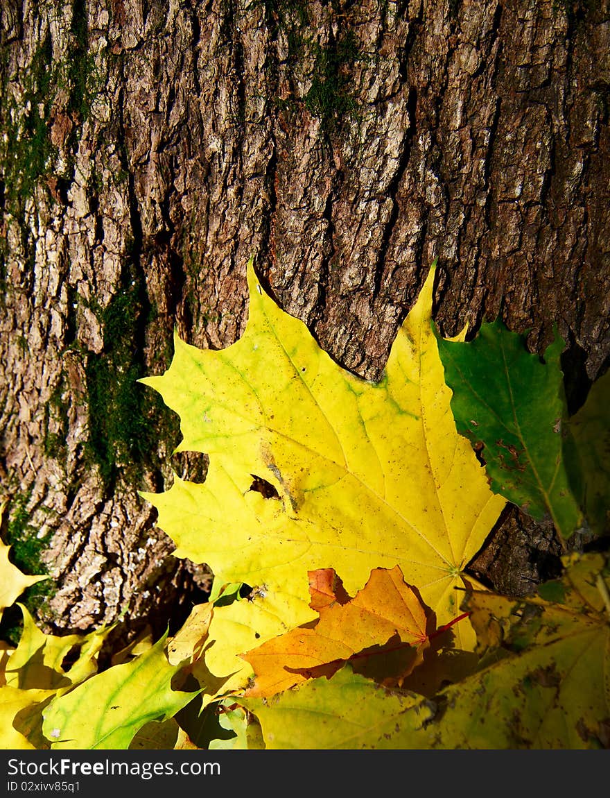 Fallen maple leaves on the bark old tree. Fallen maple leaves on the bark old tree.