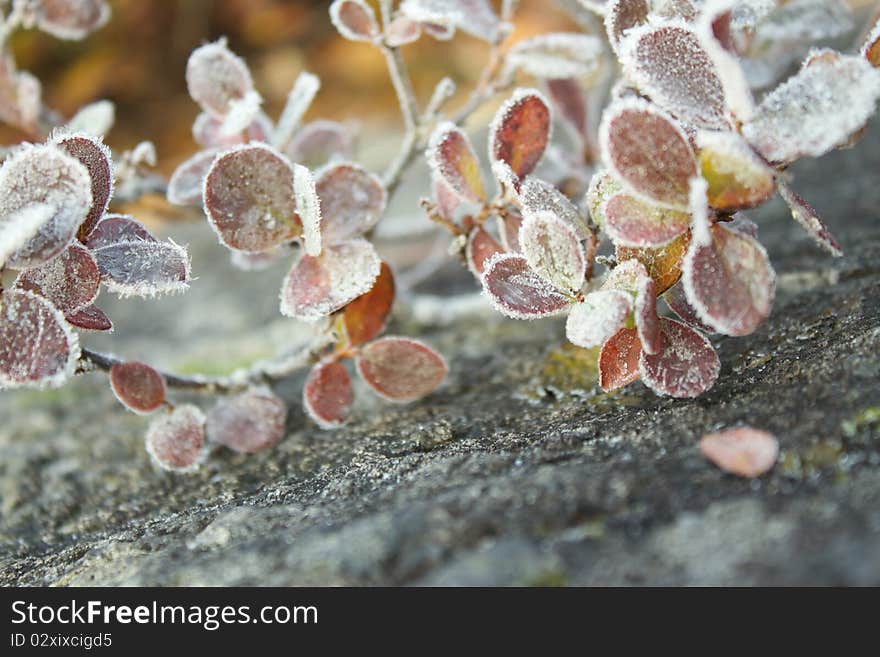 A twig or branch with frozen leaves lying on a rock