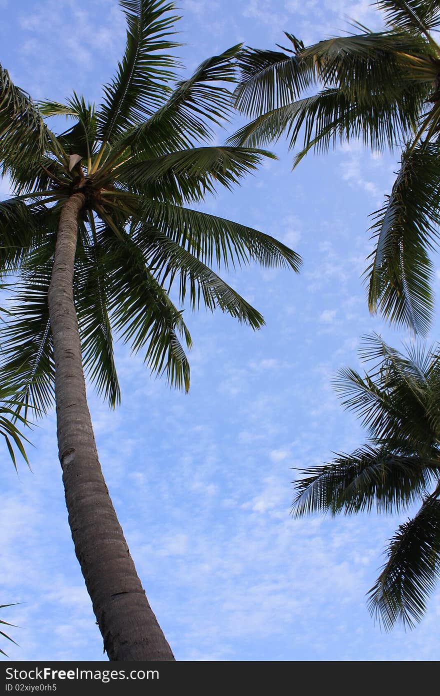 Background with blue sky and palms. Background with blue sky and palms