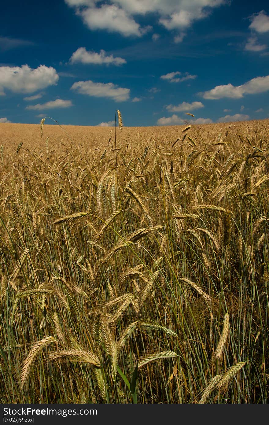 Wheat Field on blue sky background