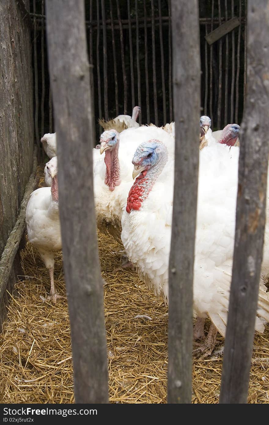 Captive turkeys on old-fashioned farm in Canada.