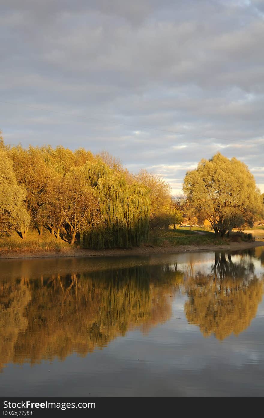 Beautiful yellow trees near a lake in mid-autumn. Beautiful yellow trees near a lake in mid-autumn