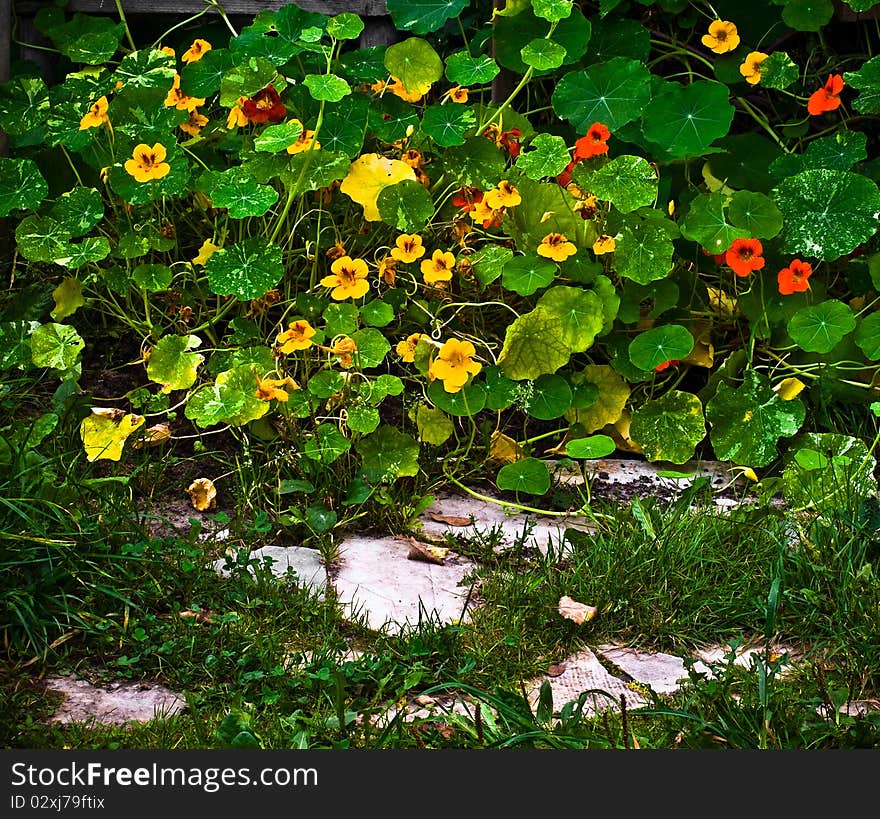 Nasturtium (Tropaeolum).