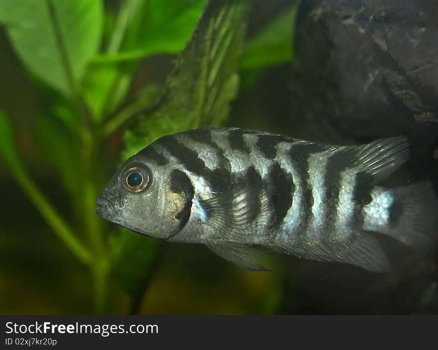 Aquarium freshwater fish, close up. Aquarium freshwater fish, close up