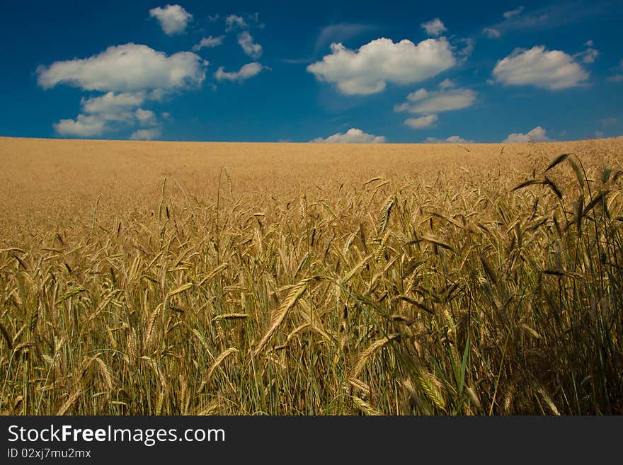 Wheat Field on blue sky background