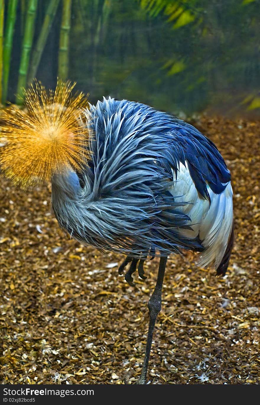 Resting big tropical blue bird. Resting big tropical blue bird