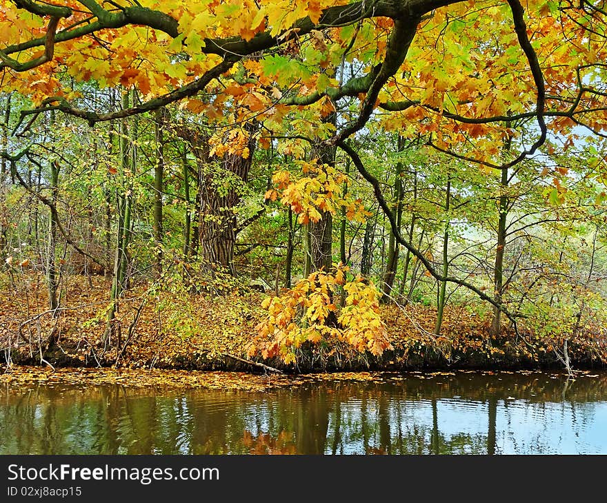 Fall river with oak trees