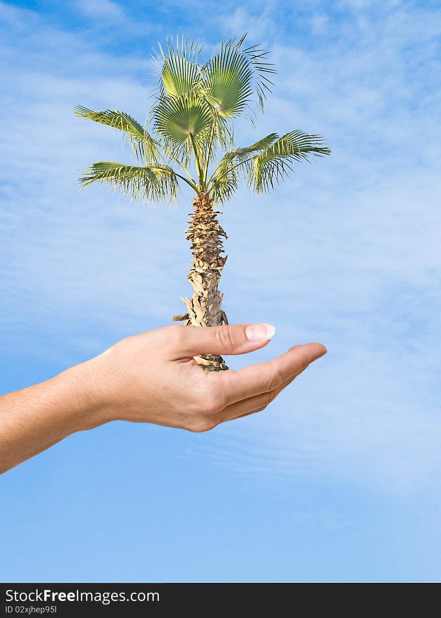 A palm in hand as a symbol of nature protection. A palm in hand as a symbol of nature protection