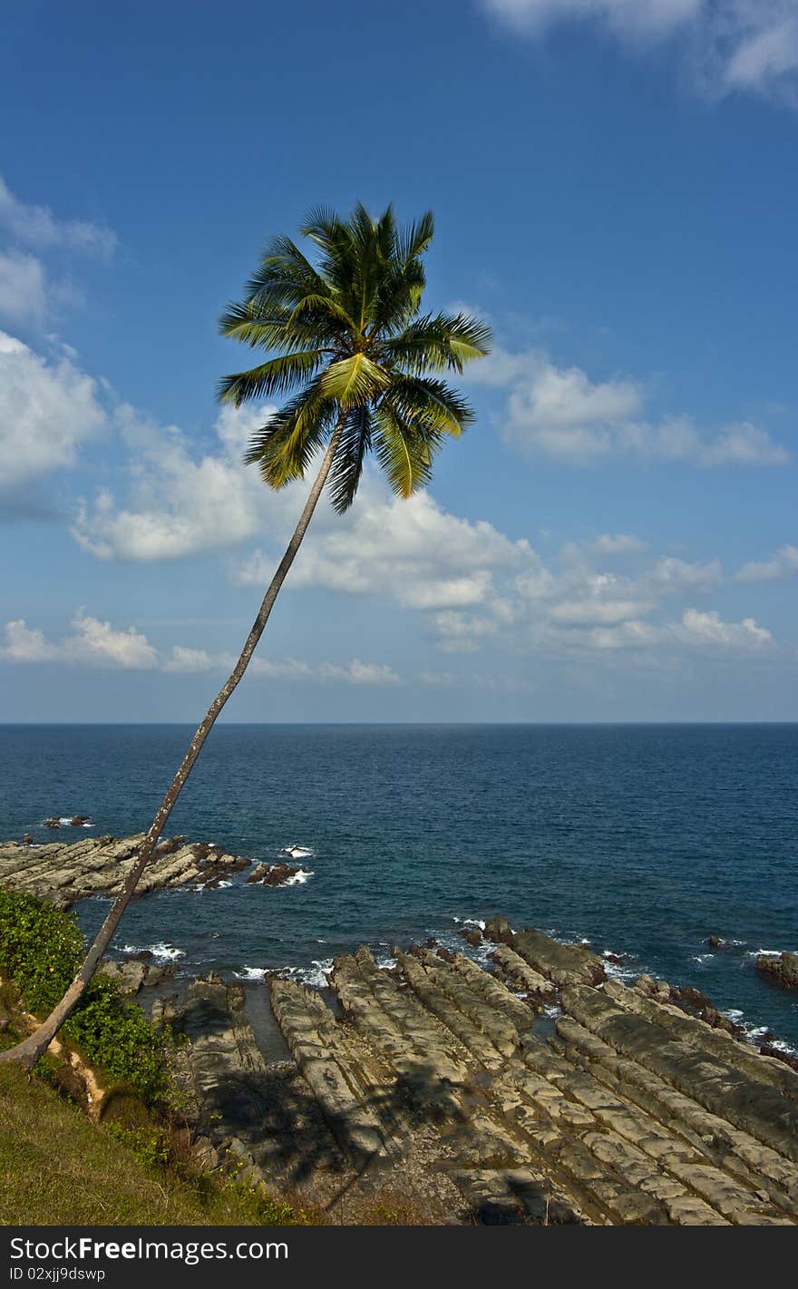 Palm tree on tropical coast