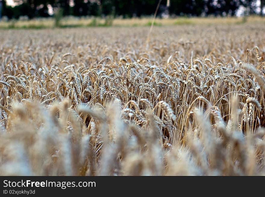 Crop of rye - golden cereal