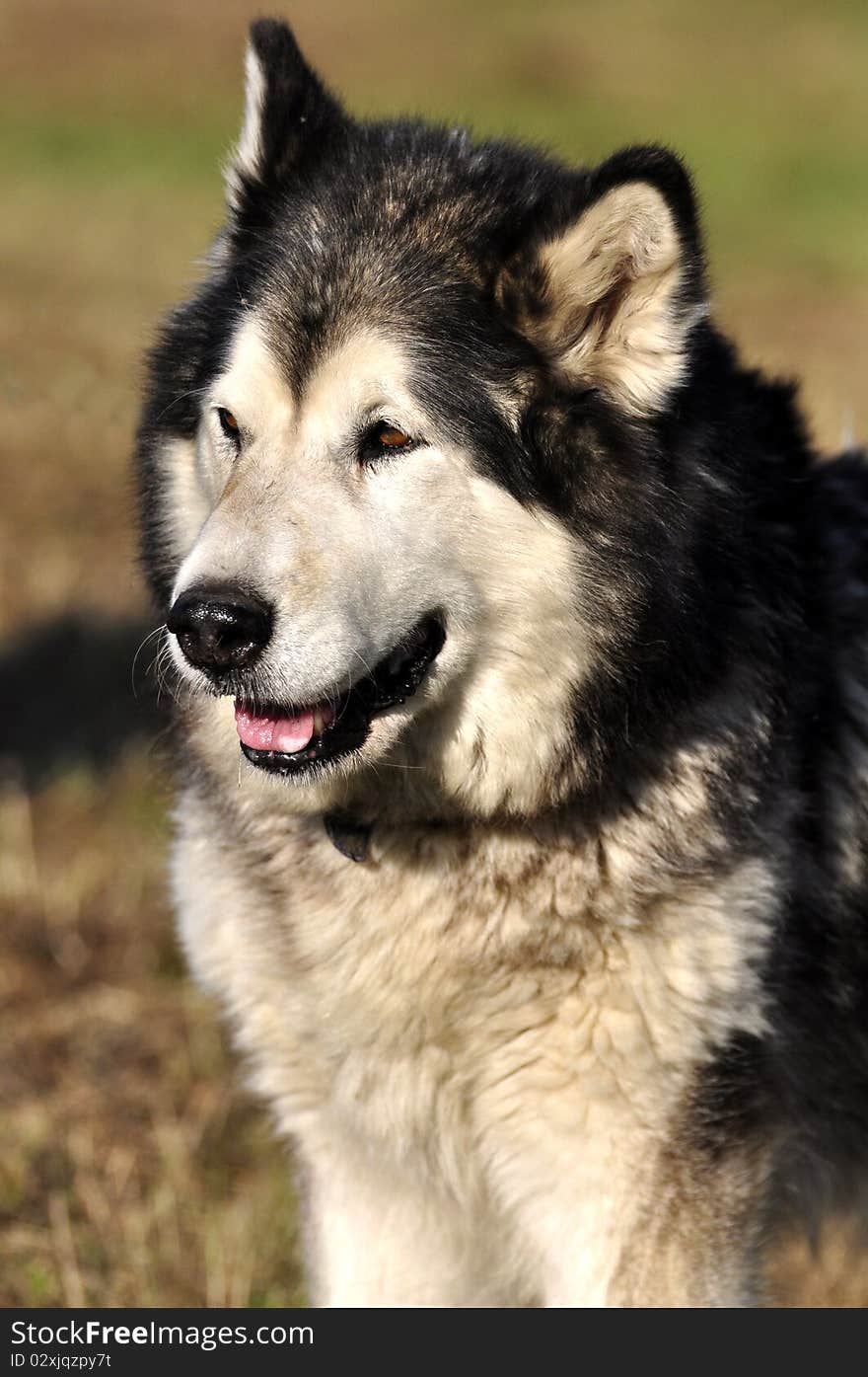 Beautiful malamut dog on a natural background