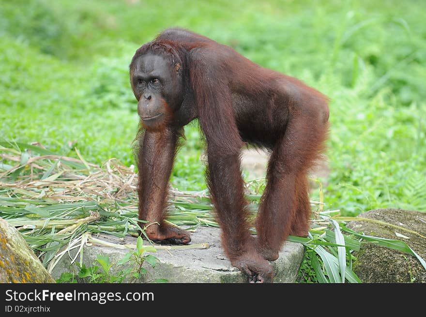 Brown Gorilla In The Zoo