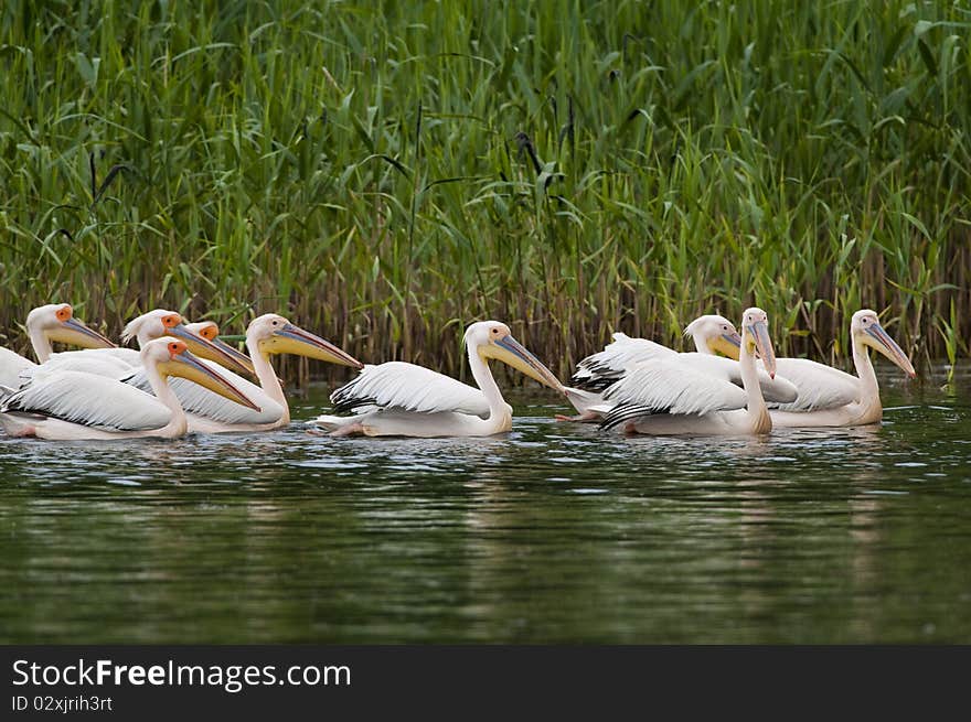 White Pelican Flock