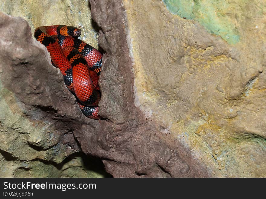 Kingsnake on a rock