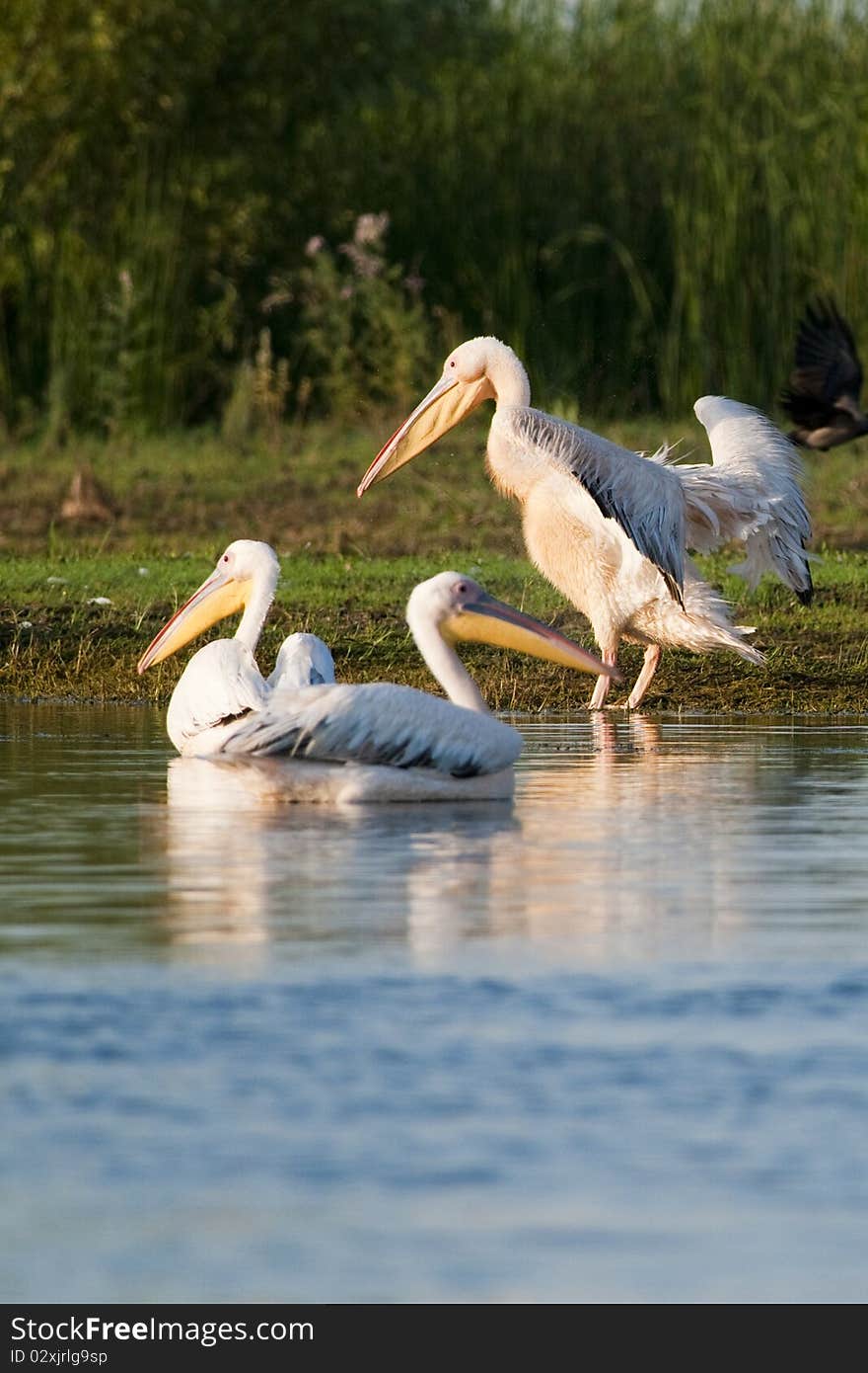 White Pelicans