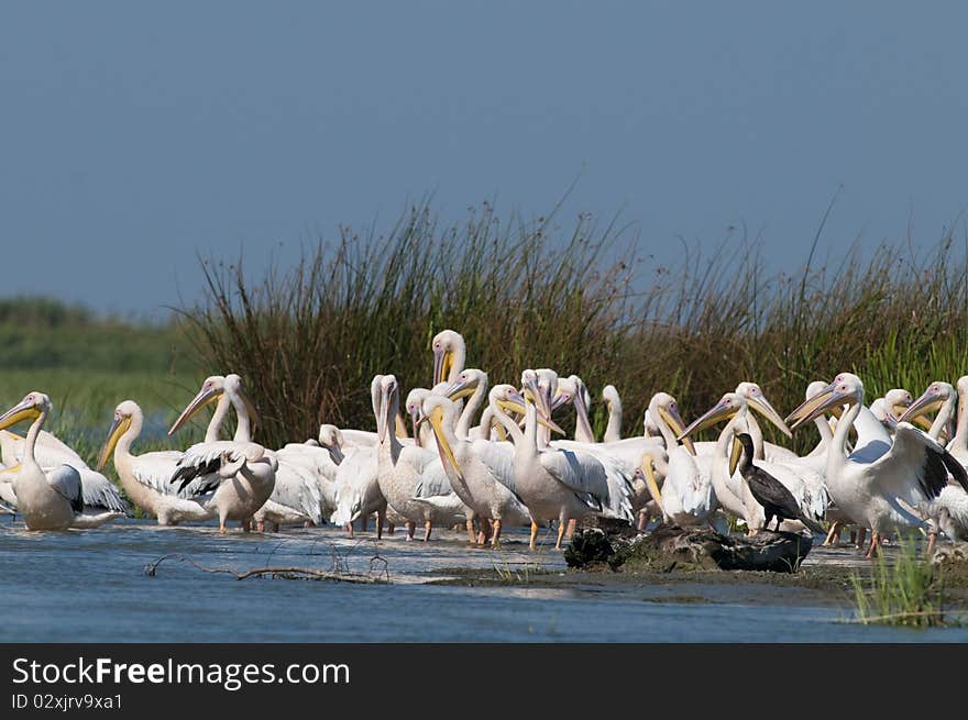 White Pelicans Colony