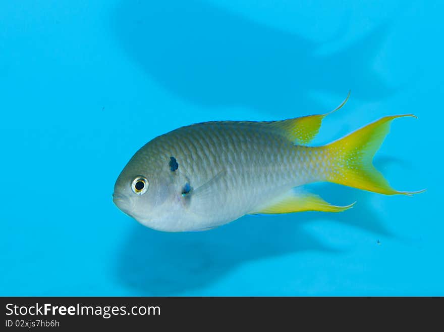 Coral Demoiselle fish in Aquarium