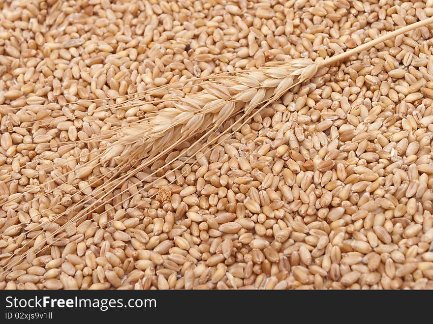 Wheat ear