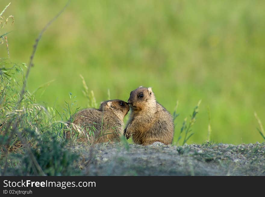 Marmot In Meadow