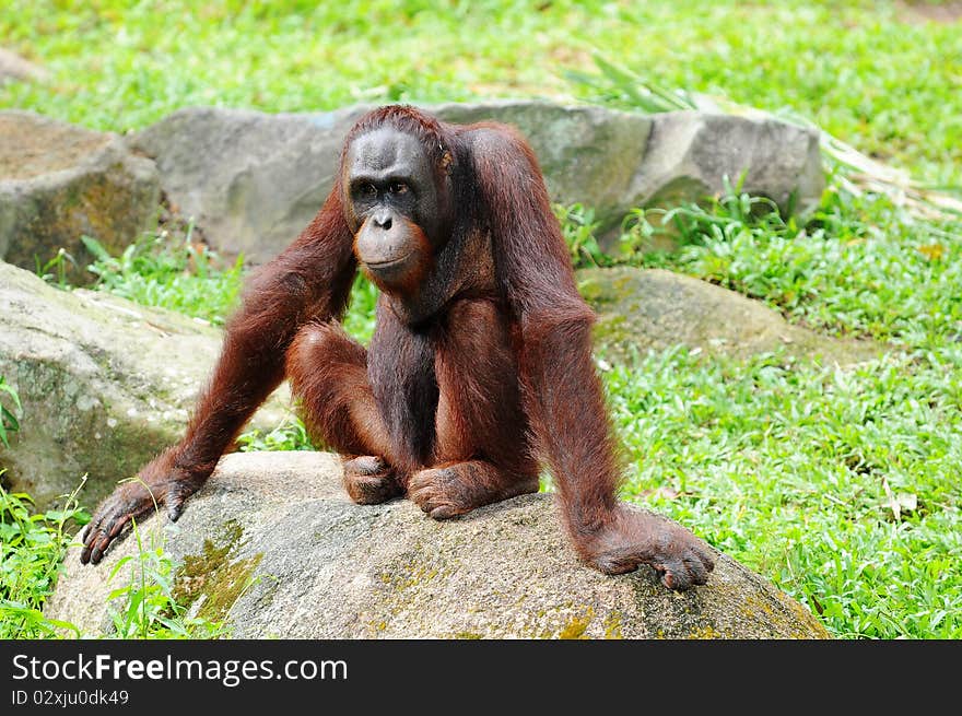 A Playful Young Gorilla In The Zoo