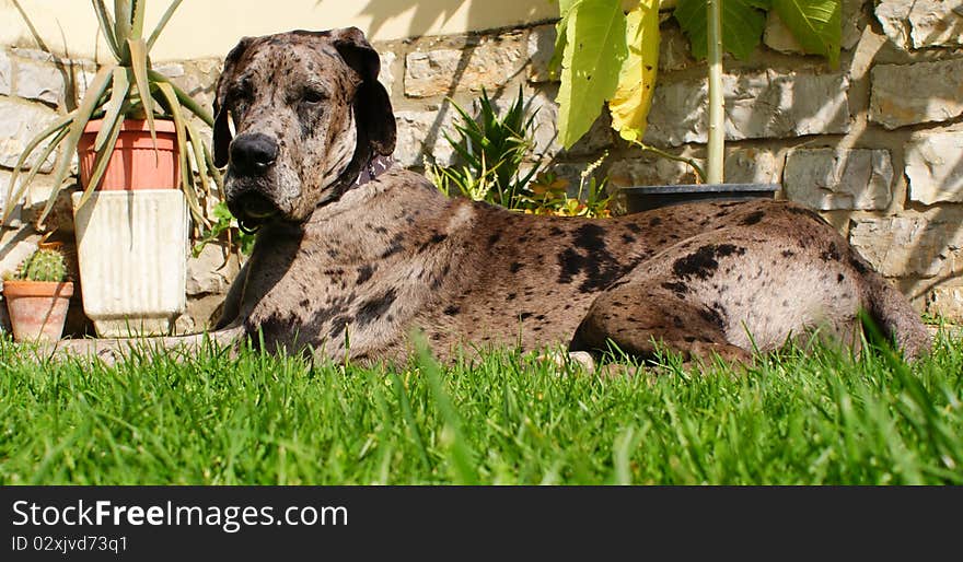 Great Dane Merle