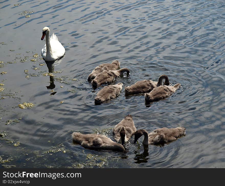 Family of swans on the water